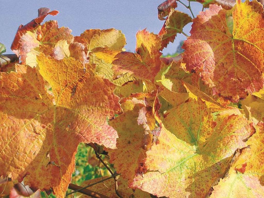 דירות דורבאך Weingut Alfred Huber מראה חיצוני תמונה